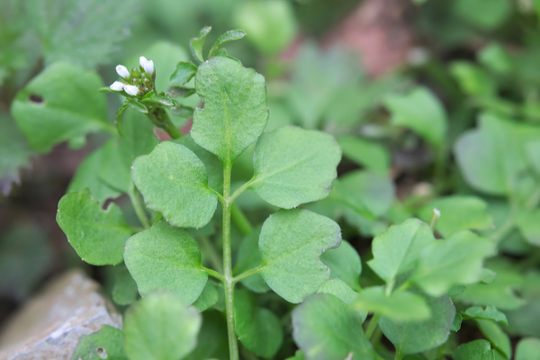 plant identifier