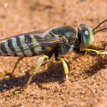 Wasps