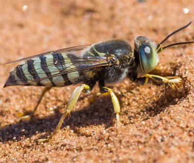 Wasps