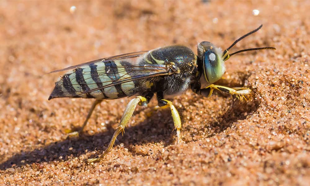 Wasps